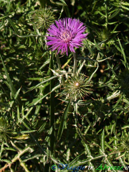 04-P5147365+.jpg - 04-P5147365+.jpg - Fiori selvatici nella Riserva Naturtale dei Calanchi di Atri.