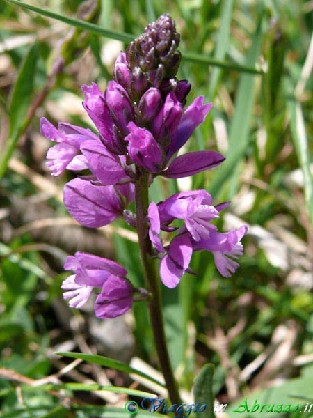 04-P1020754+.jpg - 04-P1020754+.jpg - Fiori selvatici nella Riserva Naturale della Camosciara.