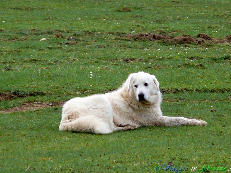 25-P1020799+.jpg - 25-P1020799+.jpg - Un gigantesco Pastore Abruzzese vigila sul gregge al pascolo. Questa antichissima razza canina è formidabile nella difesa degli armenti dagli attacchi dei lupi.