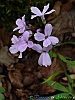 Camosciara-02-P1020765+.jpg
