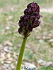Camosciara-16-P1020755+.jpg