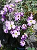 Camosciara-18-P1020749+.jpg