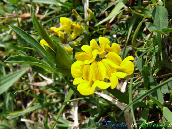 Camosciara-P1020751.jpg