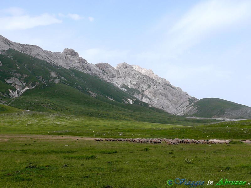 17-P1040909+.jpg - 17-P1040909+.jpg - Greggi al pascolo sull'altopiano di Campo Imperatore. Per millenni gli sterminati pascoli dell'altopiano hanno nutrito le greggi che vi stazionavano da giugno ad ottobre, prima di migrare, attraverso i famosi "tratturi" (via naturale erbosa segnata dal passaggio di greggi transumanti), verso il Tavoliere delle Puglie, dove trascorrevano il periodo invernale.