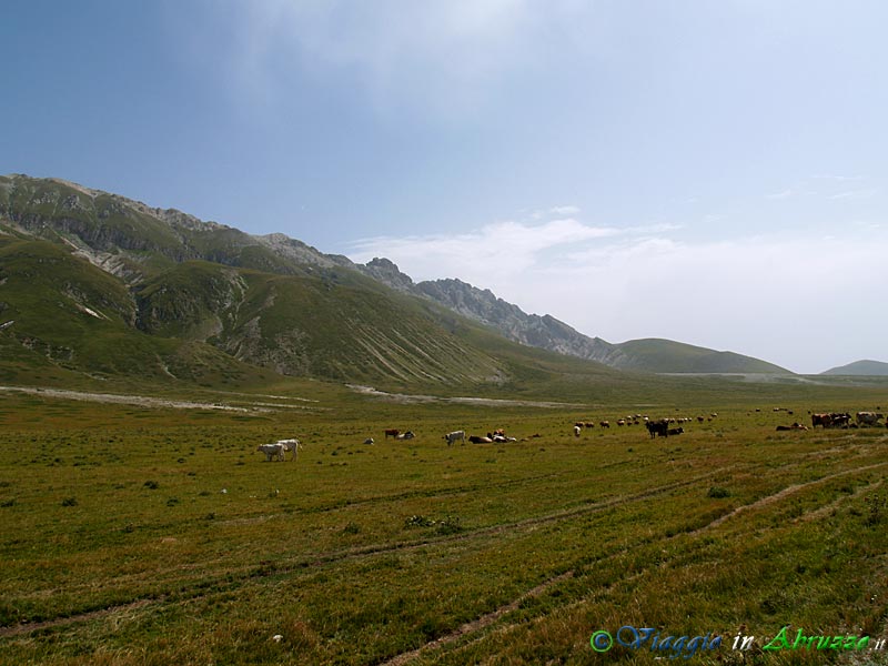 18-P8208829+.jpg - 18-P8208829+.jpg - Mandrie al pascolo sull'immenso altopiano di Campo Imperatore, denominato "piccolo Tibet".