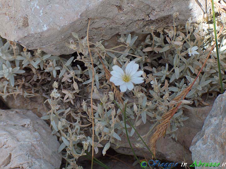 27-HPIM4687+.jpg - 27-HPIM4687+.jpg - Fiori selvatici sull'altopiano.