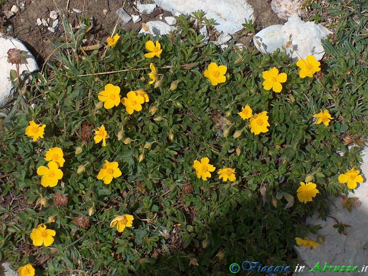 29-HPIM4702+.jpg - 29-HPIM4702+.jpg - Fiori selvatici sull'altopiano.