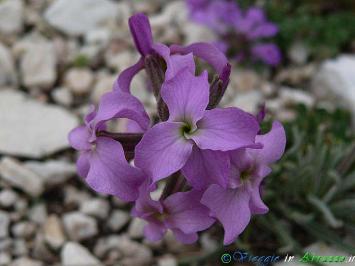 31-P1040840+.jpg - 31-P1040840+.jpg - Fiori selvatici sull'altopiano.