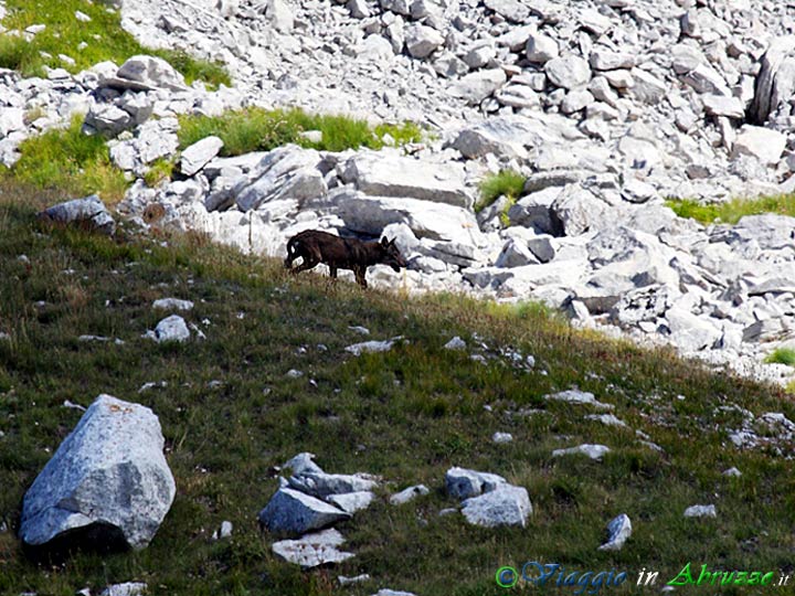 35-IMG_1024+.jpg - 35-IMG_1024+.jpg - Un lupo sull'altopiano di Campo Imperatore (Foto: Davide Ferretti).