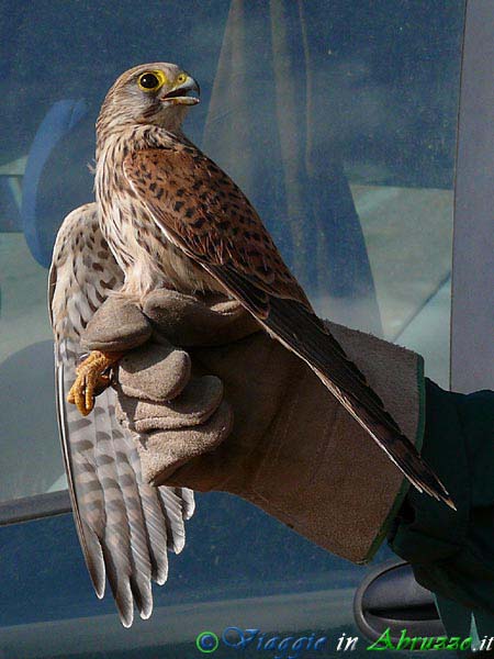 37-P1D48C~1+.jpg - 37-P1D48C~1+.jpg - Gheppio (Falco tinnunculus). Foto: Davide Ferretti.
