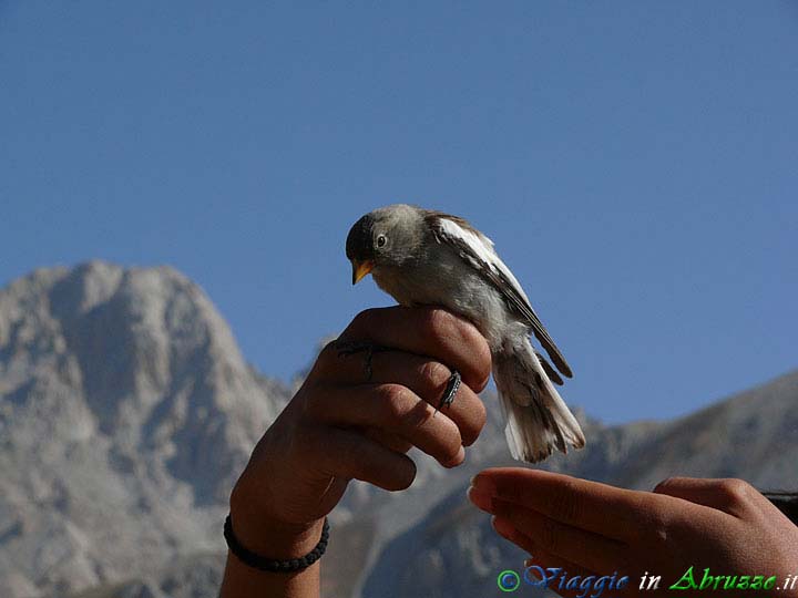 38-P1E2D0~1+.jpg - 38-P1E2D0~1+.jpg - Fringuello alpino (Montifringilla nivalis). Foto: Davide Ferretti.