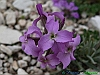 31-P1040840+
