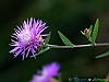 14-IMG_3698+