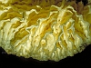 11-colata-a-vele