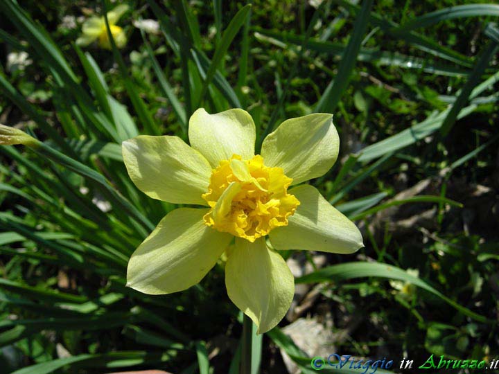 03-095+.jpg - 03-095+.jpg - Fiori selvatici sulle sponde del lago.