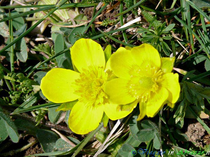 26-P1020529+.jpg - 26-P1020529+.jpg - Fiori selvatici sulle sponde del lago di Campotosto.
