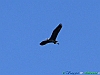 11-P1010742+