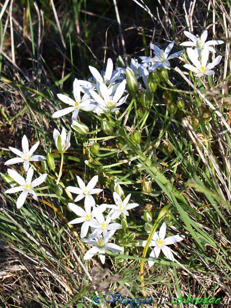 06-P5013818+.jpg - 06-P5013818+.jpg - Fiori selvatici nella Riserva.