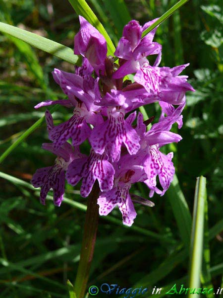 03-P1040647+.jpg - 03-P1040647+.jpg - Fiori selvatici d'altura.