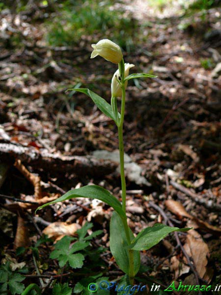 17-P1040781+.jpg - 17-P1040781+.jpg - Fiori selvatici d'altura.