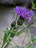 07-P1040659+