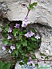 Barrea 18-P1020918+.jpg