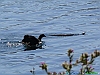 Capestrano 22-P1060187+.jpg