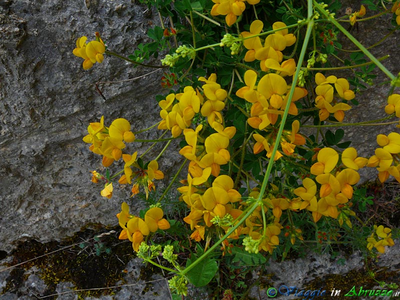 20-P1040218+.jpg - 20-P1040218+.jpg - Fiori selvatici nel sito archeologico di Alba Fucens.