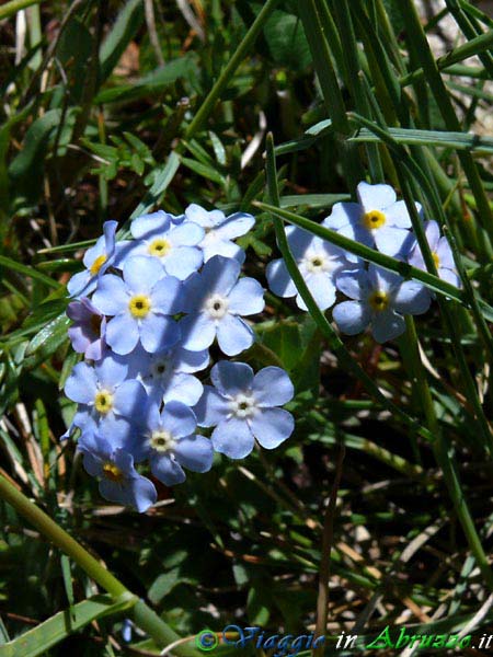 19_P1040038+.jpg - 19_P1040038+.jpg - Fiori selvatici sui sentieri naturalistici del Parco Nazionale d'Abruzzo, una delle aree protette più importanti dell'intero continente europeo.