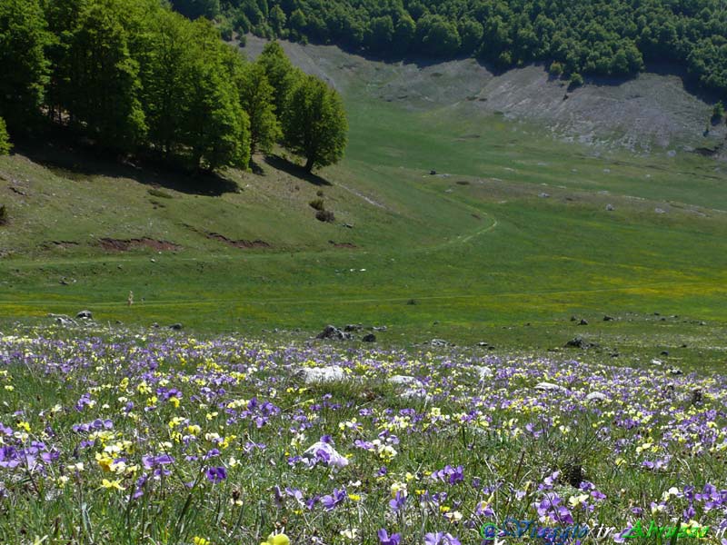26_P1040060+.jpg - 26_P1040060+.jpg - Un prato di violette sull'altopiano di Terraegna.
