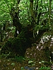 Pescasseroli-photogallery/thumbs/17_P1040016+.jpg