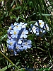 Pescasseroli-photogallery/thumbs/19_P1040038+.jpg