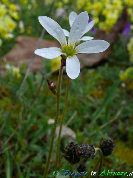06-P1030077+.jpg - 06-P1030077+.jpg - Fiore selvatico nel Parco Nazionale d'Abruzzo.