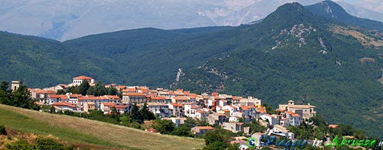 Borrello