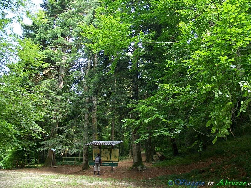 18-P1012079+.jpg - 18-P1012079+.jpg - L'Oasi Naturale Abetina di Rosello. L'area riveste particolare importanza dal punto di vista naturalistico per la presenza, insieme ad altre specie, del raro abete bianco.