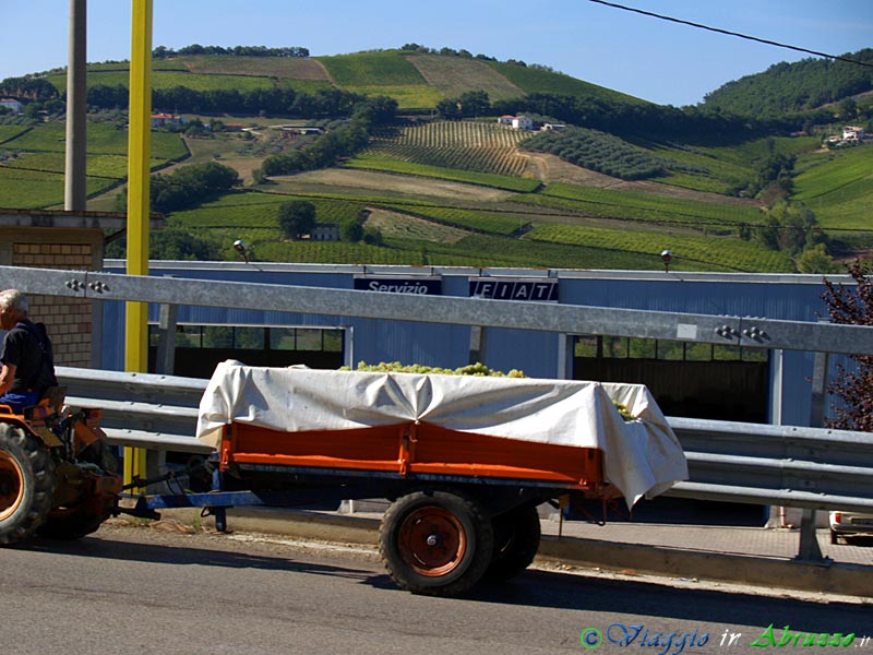 08-P9221745+.jpg - 08-P9221745+.jpg - Tempo di vendemmia a Vacri. Anche il territorio di questo piccolo comune, come molti altri della provincia teatina, è coperto quasi interamente da vigneti e uliveti.