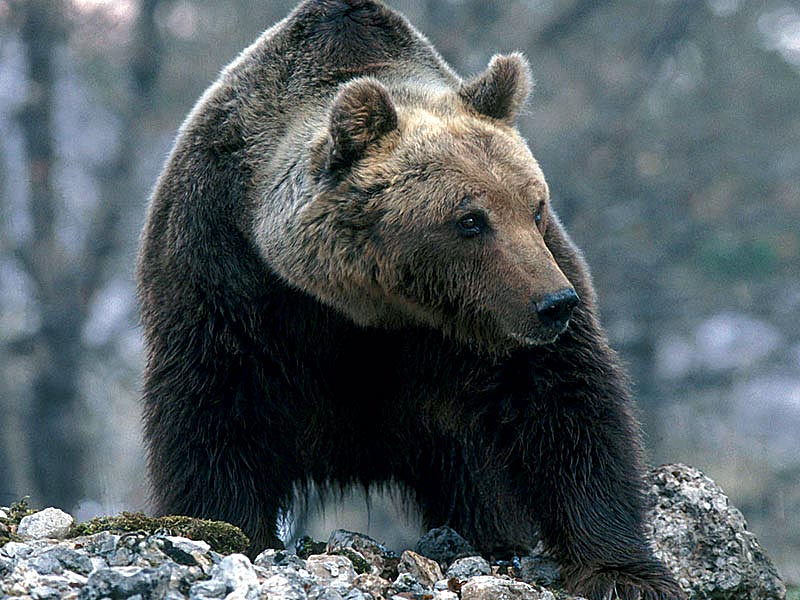 01+orso.jpg - Un esemplare di Orso bruno Marsicano (Ursus arctos marsicanus), il più grande carnivoro dei parchi abruzzesi (Foto Maurizio Anselmi/Archivio Ente Parco Nazionale del Gran Sasso e Monti della Laga).