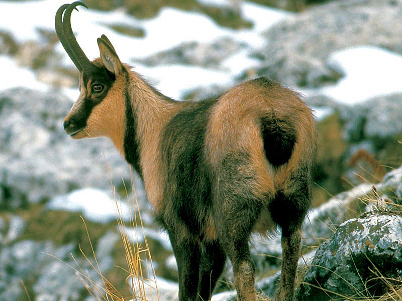 02+camoscio.jpg - Uno splendido esemplare di Camoscio d'Abruzzo (Rupicapra pyrenaica ornata), considerato il camoscio più bello del mondo (Foto Maurizio Anselmi/Archivio Ente Parco Nazionale del Gran Sasso e  Monti della Laga).
