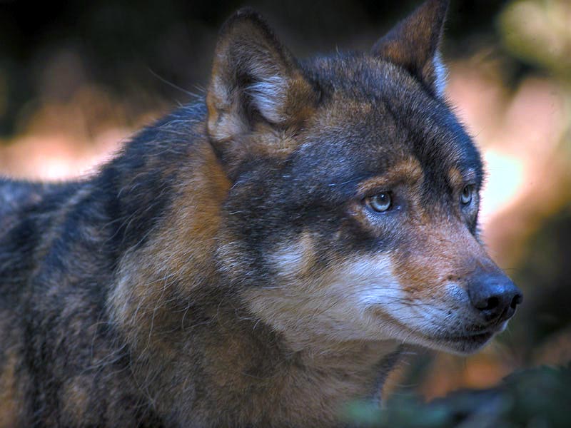 03+lupo.jpg - Un magnifico esemplare di Lupo appenninico (Canis lupus italicus), affascinante predatore dei monti abruzzesi (Foto Maurizio Anselmi/Archivio Ente Parco Nazionale del Gran Sasso e Monti della Laga).