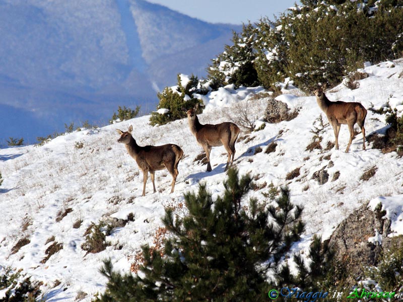 10+12-21-09_IMG_6882rrr.jpg - Cervi (Cervus elaphus) sugli innevati monti d'Abruzzo.