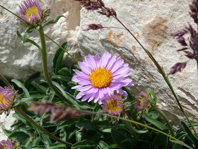 17+P1040855.jpg - Astro alpino (Aster alpinus - subsp. alpinus), stupendo fiore d'alta quota.