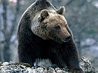 01+orso