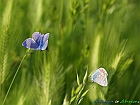 Fiori selvatici
