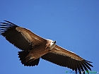 16+IMG_1068+