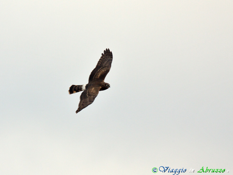 01-Albanella reale .jpg - Albanella reale (Circus cyaneus) - Hen Harrier.