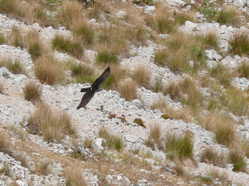 03-Astore.jpg - Astore (Accipiter gentilis) - Goshawk.