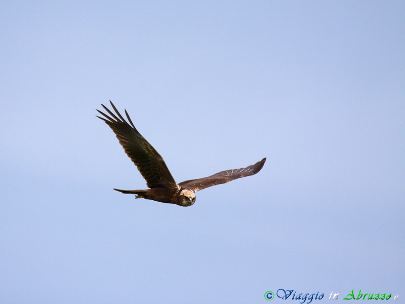 08-Falco di palude.jpg - Falco di palude (Circus aeruginosus) - Marsh Harrier.
