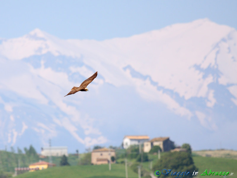 10-Falco di palude.jpg - Falco di palude (Circus aeruginosus) - Marsh Harrier.