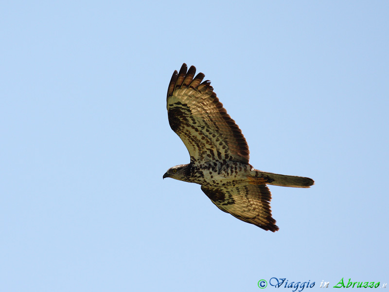 11-Falco pecchiaiolo.jpg - Falco pecchiaiolo (Pernis apivorus) - Honey Buzzard.