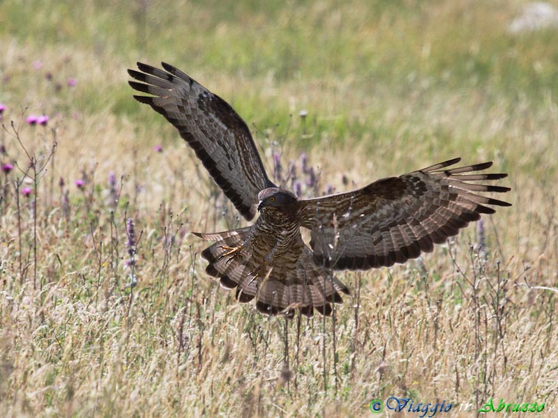 18-Falco pecchiaiolo.jpg - Falco pecchiaiolo (Pernis apivorus) - Honey Buzzard.